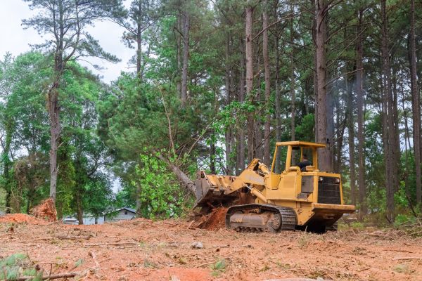 Cost of Trees Clearing in Cypress