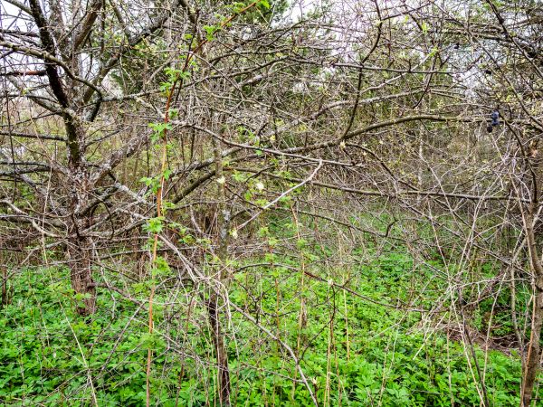 Cost of Underbrush Clearing in Cypress