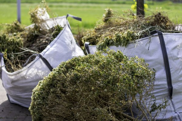 Cost of Bushes Clearing in Cypress