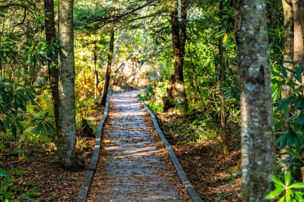 Cost of Trail Clearing in Cypress